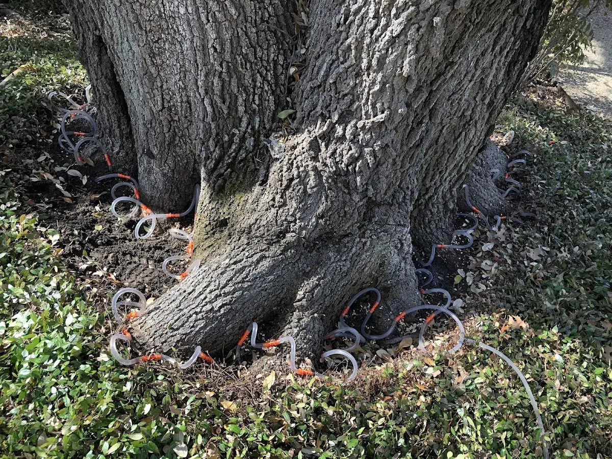Detailed Shrub and Hedge Trimming job site in Millwood